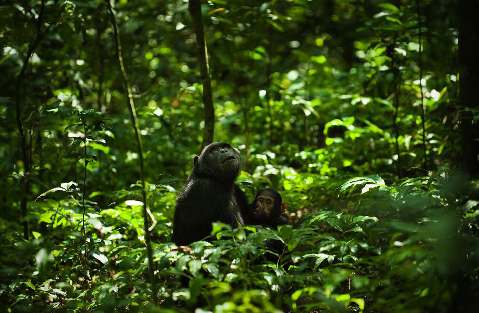 Kibale Chimpanzee