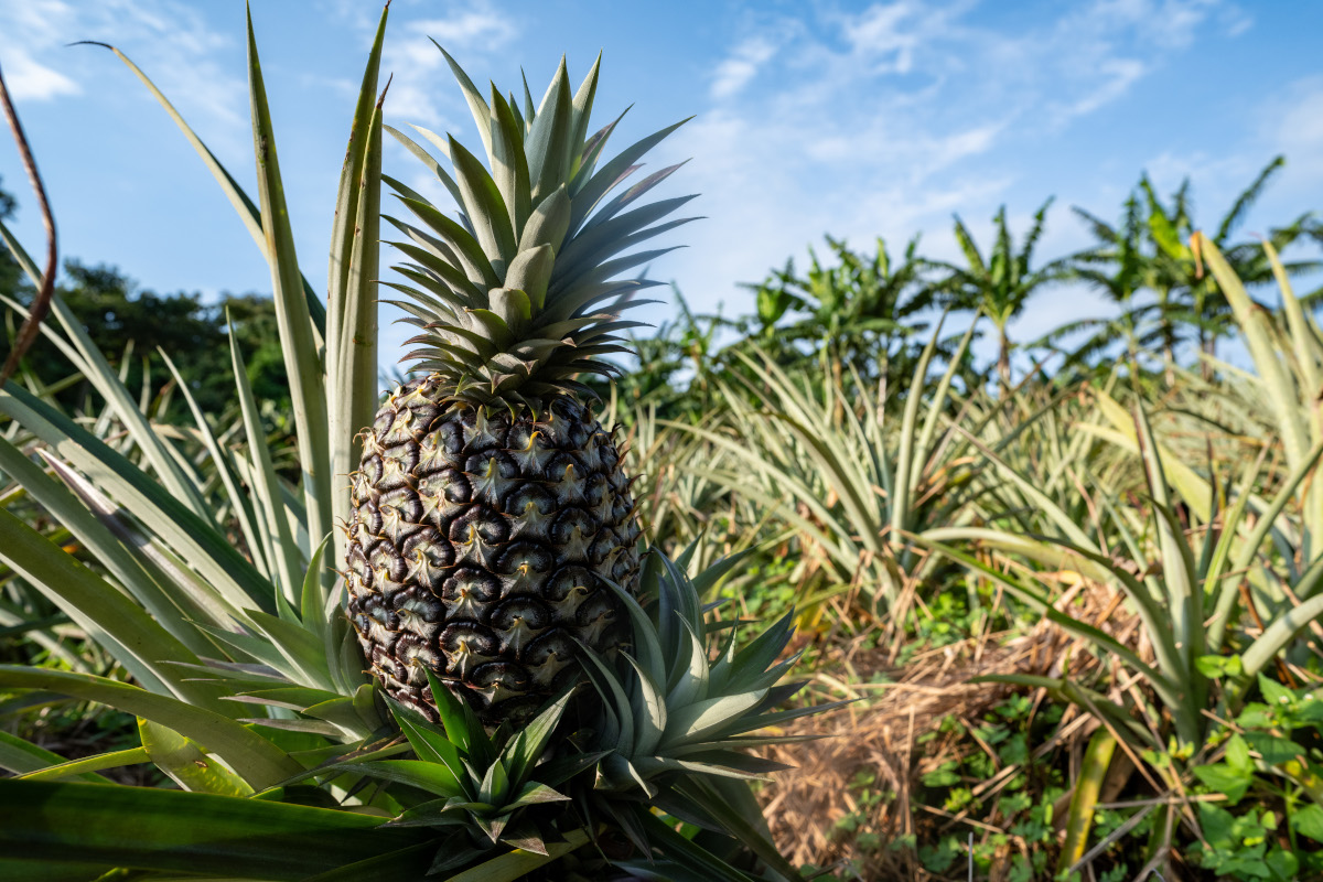 Pineapple at Plantation for nature walks