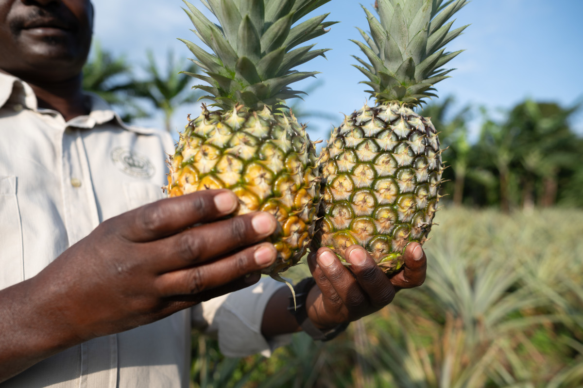 Pineapple at Plantation for nature walks