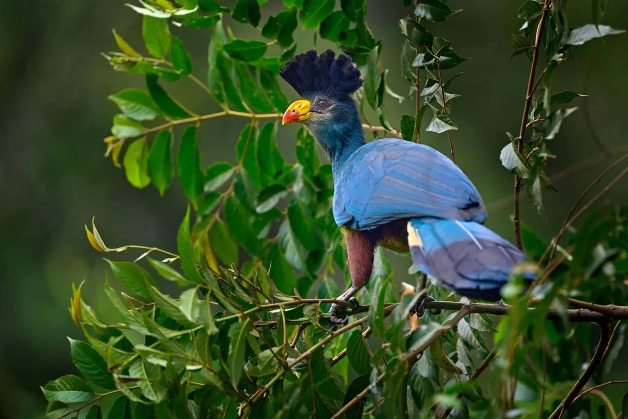 Kibale_forest_park__-great-blue-turaco